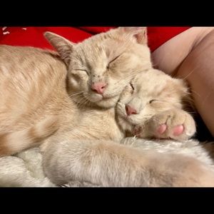 🐾 Meow!! 💕 Kitten Friendly Home! 🐾